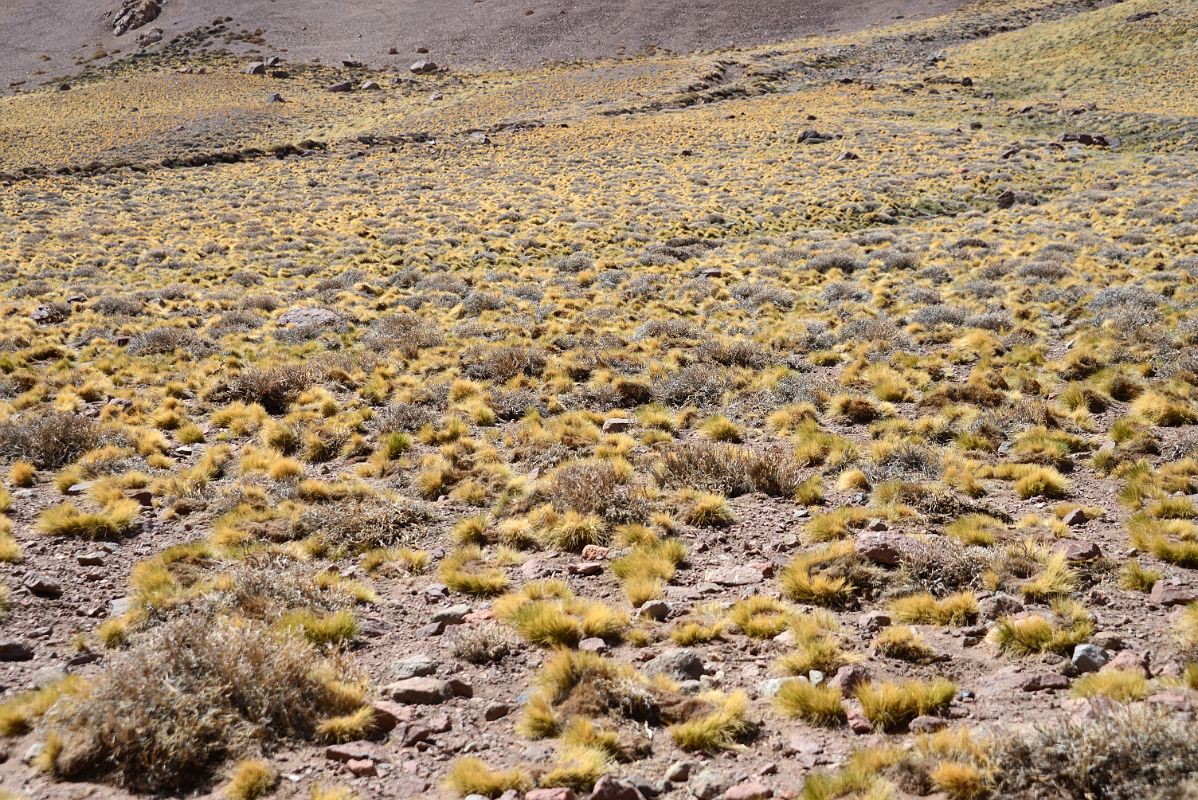 14 Yellow Bushes In The Relinchos Valley Between Casa de Piedra And Plaza Argentina Base Camp